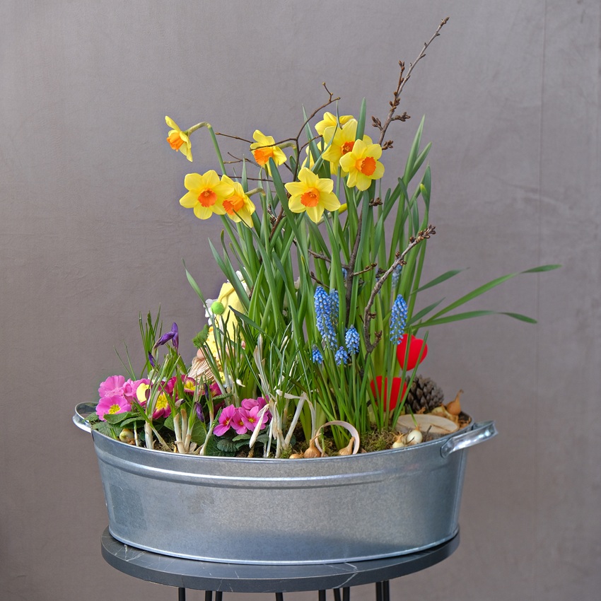 Садик с первоцветами: мускари, крокусы, нарциссы, примула и ветки вишни в композиции "Жёлтый колпак весны"