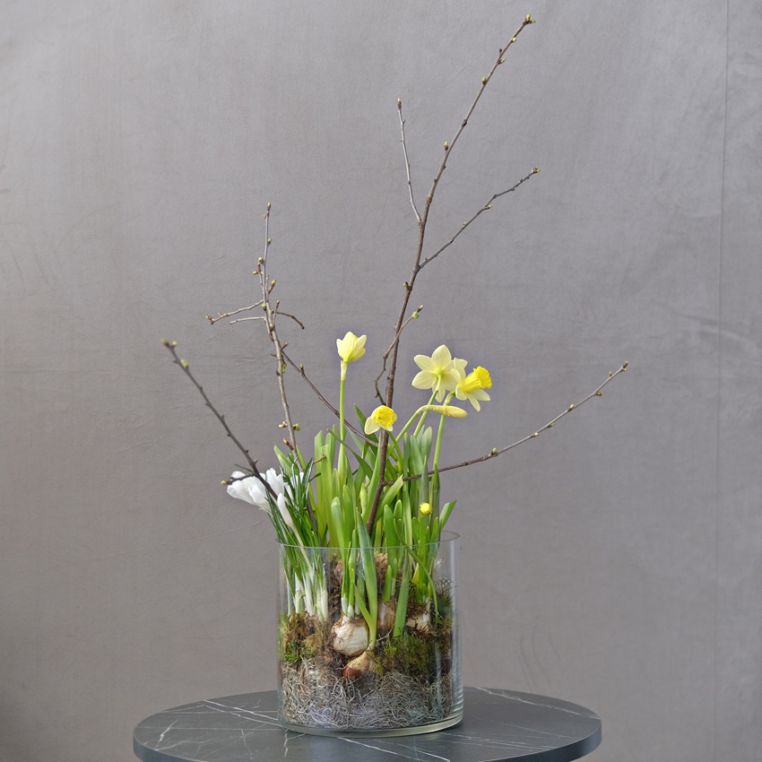 Луковичные крокусы и нарциссы в стеклянной вазе