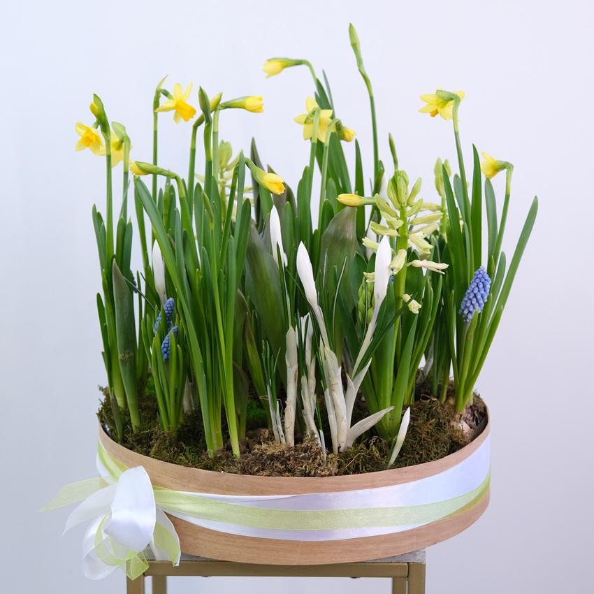 Садик с первоцветами в большом деревянном ящике: нарциссы, крокусы, тюльпаны, мускари и гиацинты