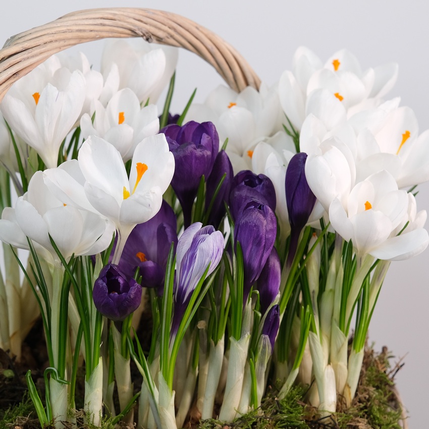 Садик с первоцветами в корзинке: крокусы