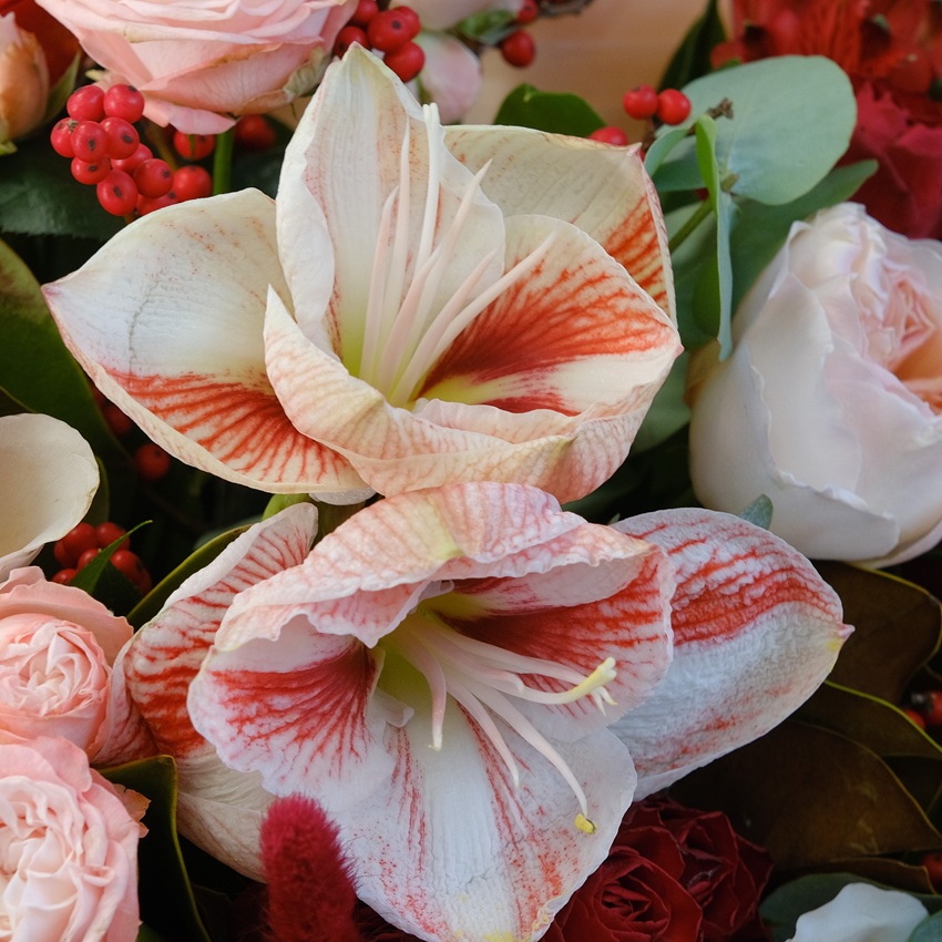 Амариллисы и пионовидные розы в большом букете "Испанский закат"