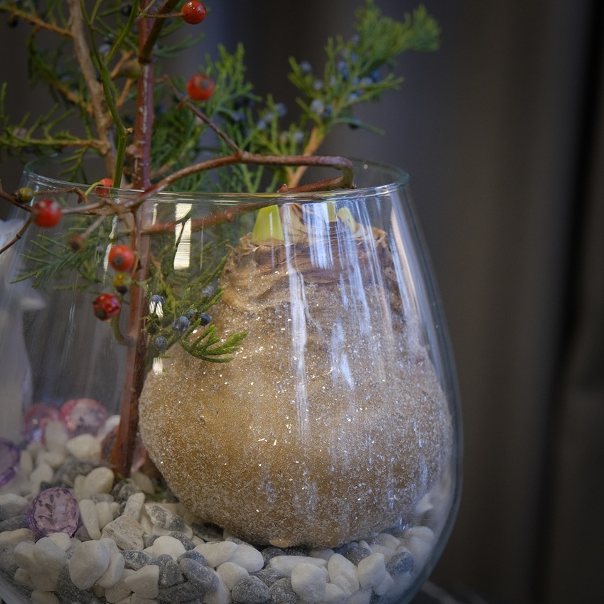 Луковица амариллиса, шиповник и можжевельник в круглой вазе