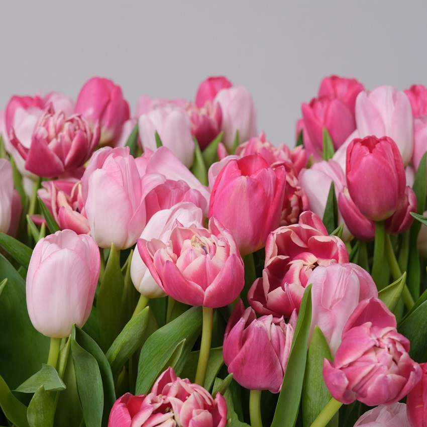 Тюльпаны в корзине, 201 шт