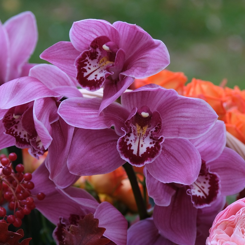 Орхидея цимбидиум, розы и тыковки в композиции "Осенний карнавал"