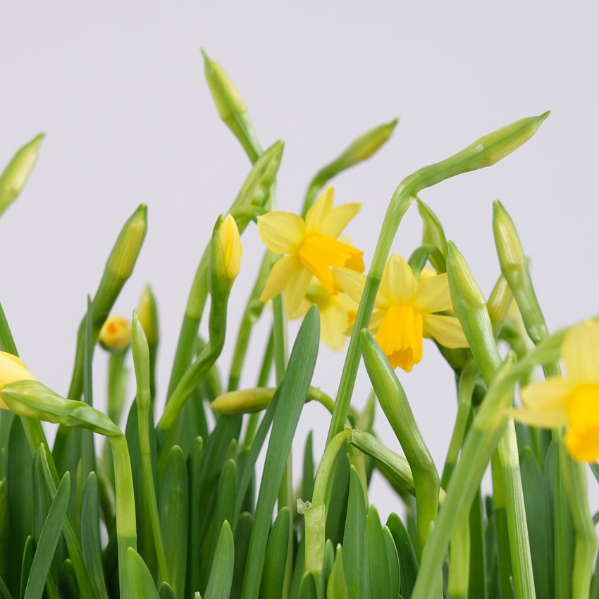 Садик с первоцветами: солнечные ароматные нарциссы в круглом ящике