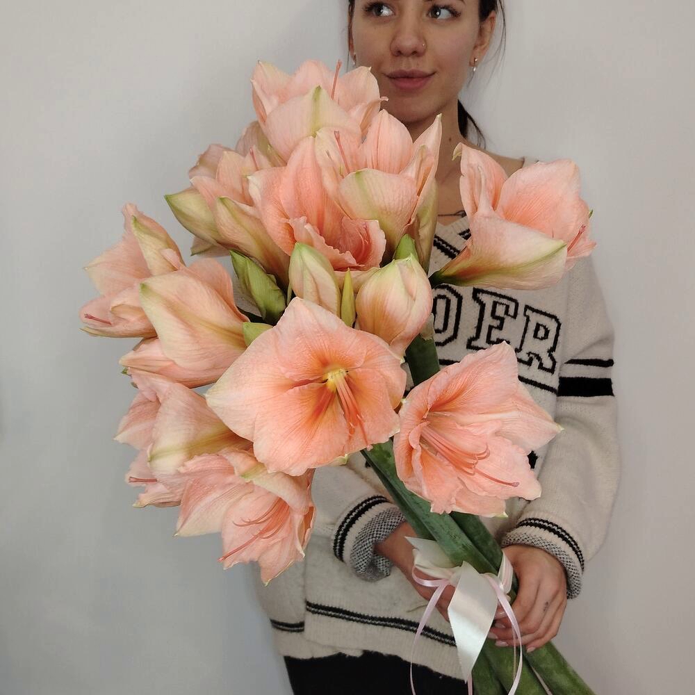 Амариллис персиковый, 5 штучек