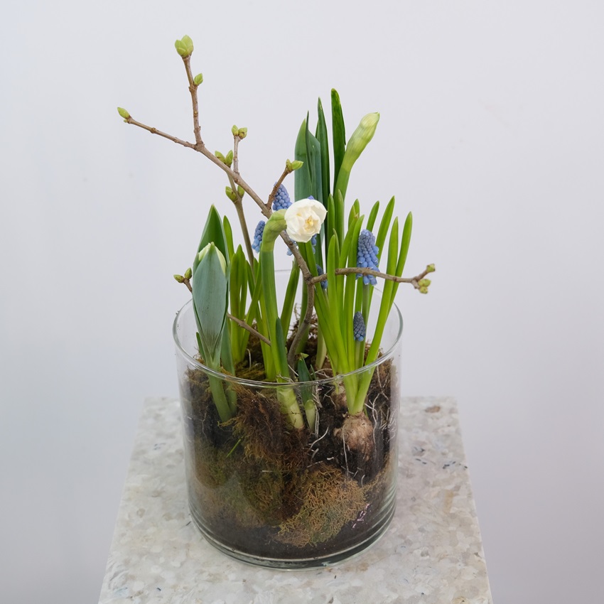 Первоцветы: нарциссы, мускари и тюльпаны в стеклянной вазе