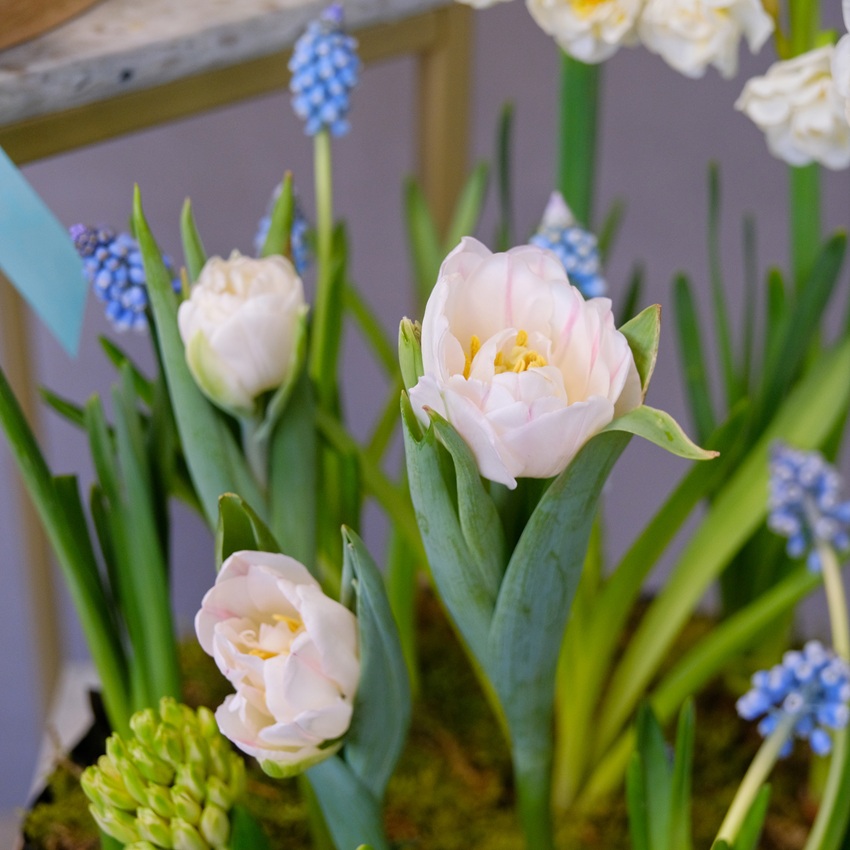 Садики с первоцветами для поздравления коллег. С вашей брендированной лентой!