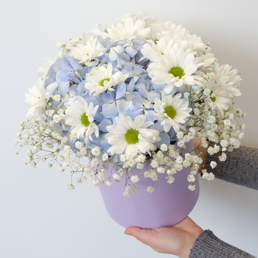 Хризантема, гипсофила и голубая гортензия в милой сиреневой коробочке