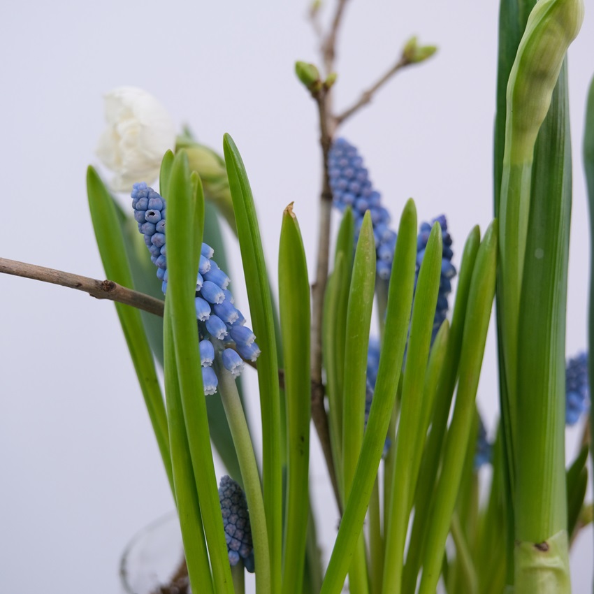 Первоцветы: нарциссы, мускари и тюльпаны в стеклянной вазе