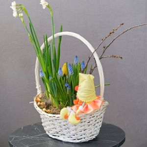 Садик с первоцветами: тюльпаны ,мускари, нарциссы и гиацинты "Солнечный садовник"