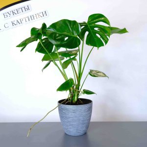 Комнатное растение Монстера в кашпо