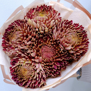 Сезонные хризантемы Бигуди - оттенок шоколад, 5 штучек