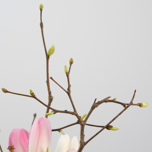 Тюльпаны  и форзиция в стеклянной вазе