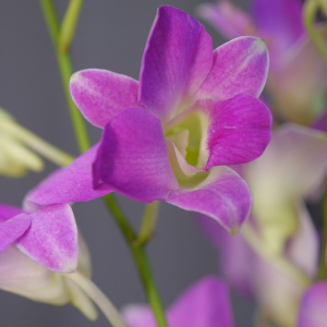 Орхидеи Дендробиум в сказочной композиции в ящичке