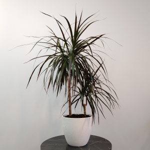 Сет комнатных растений для декора дома: драцена и хедера в кашпо