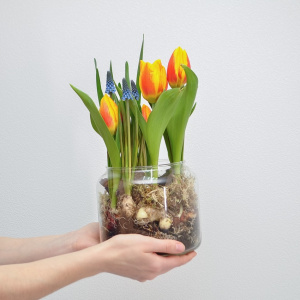 Садик с первоцветами: тюльпаны и мускари в стеклянной вазе