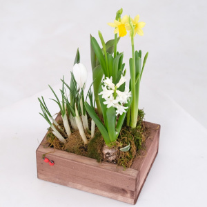 Садик с первоцветами: крокусы, гиацинт, тюльпаны и нарциссы в деревянном ящичке