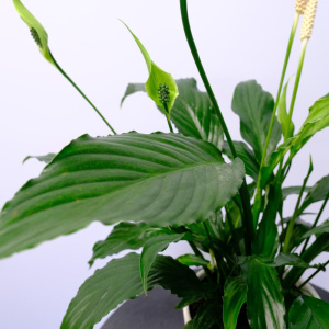 Комнатное растение спатифиллум Свит Сильвия (женское счастье) в кашпо