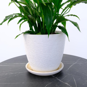 Комнатное растение спатифиллум Свит Сильвия (женское счастье) в кашпо