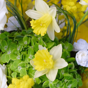 Нарциссы и мимоза в весенней композиции в кашпо "Золото весны"