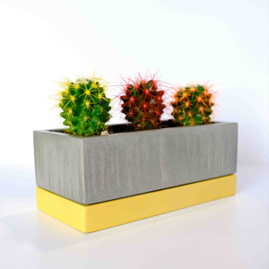 Яркие кактусы в стильном кашпо