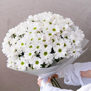 Хризантема ромашка, 15 штучек