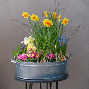 Садик с первоцветами: мускари, крокусы, нарциссы, примула и ветки вишни в композиции "Жёлтый колпак весны"