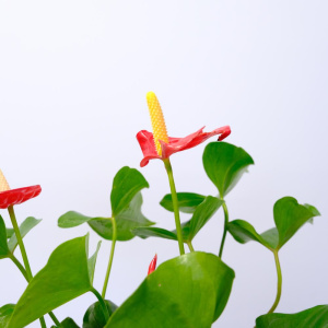 Антуриум (мужское счастье) в белом кашпо