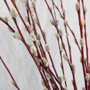 Верба - банч 