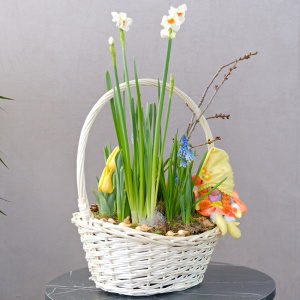 Садик с первоцветами: тюльпаны ,мускари, нарциссы и гиацинты "Солнечный садовник"