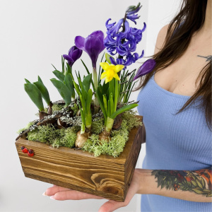 Садик с первоцветами: крокусы, гиацинты и нарциссы в деревянном ящичке