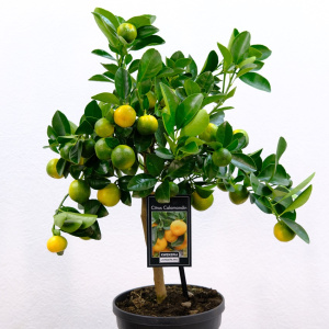 Мандариновое дерево