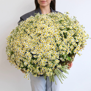 Ромашковое поле в букете! 101 ромашка