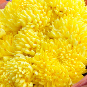 Хризантема желтая сортовая, 9 штучек