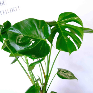 Комнатное растение Монстера в кашпо