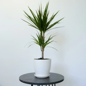 Комнатное растение Драцена в кашпо