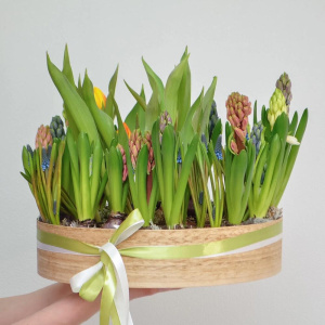 Садик с первоцветами в большом деревянном ящике: гиацинты, мускари, тюльпаны