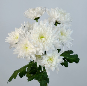 Хризантема кустовая белая 5 веток