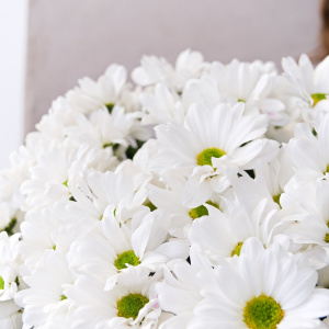 Хризантема ромашка, 15 штучек