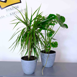 Сет комнатных растений: монстера и драцена в кашпо 