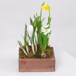 Садик с первоцветами: крокусы, гиацинт, тюльпаны и нарциссы в деревянном ящичке
