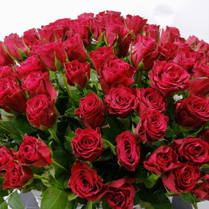 Бордовые (красные) розы в корзине "Африканская страсть", 151 штучка