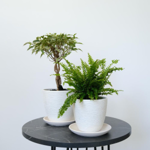 Фикус Бенджамина и нефролепис в сете "Зелёные друзья" (два комнатных растения) в кашпо