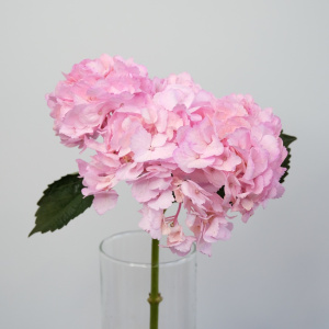 Гортензия Колумбия, розовая, 3 штуки