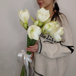 Амариллисы белые, 3 штучки