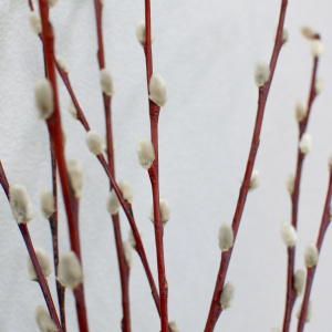 Верба - банч 