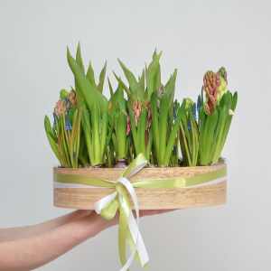 Садик с первоцветами в большом деревянном ящике: гиацинты, мускари, тюльпаны