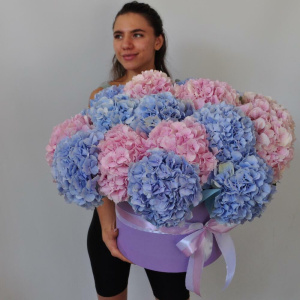 Гортензия, 21 штучка. Большой букет в коробке