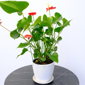 Антуриум (мужское счастье) в белом кашпо